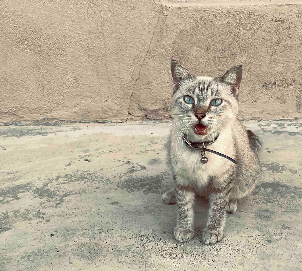 cat calling