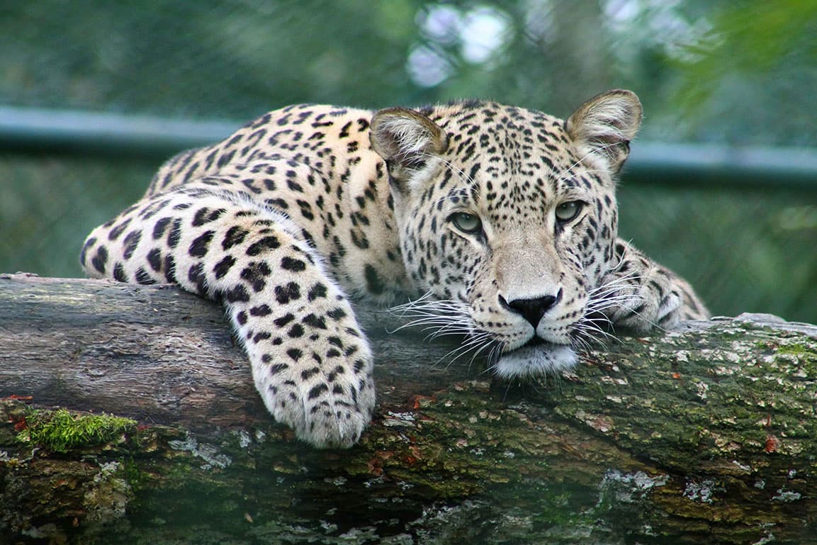 Leopard in the wild