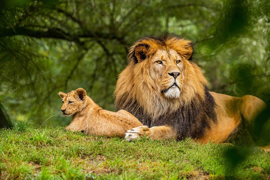 Lion in the wild