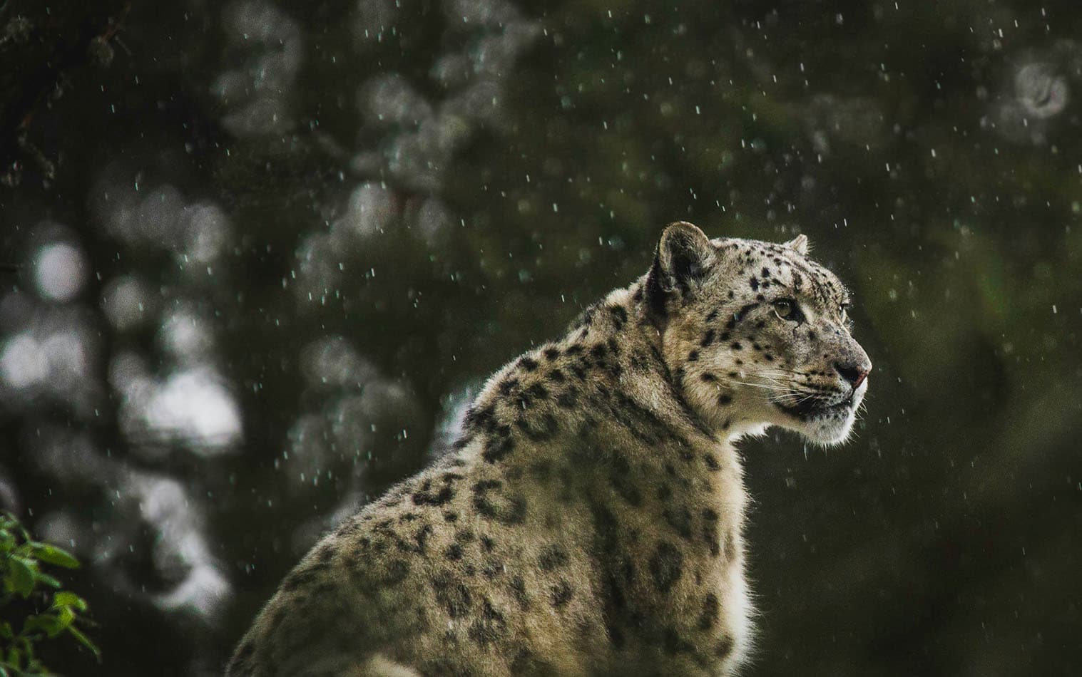 Snow leopard in the wild