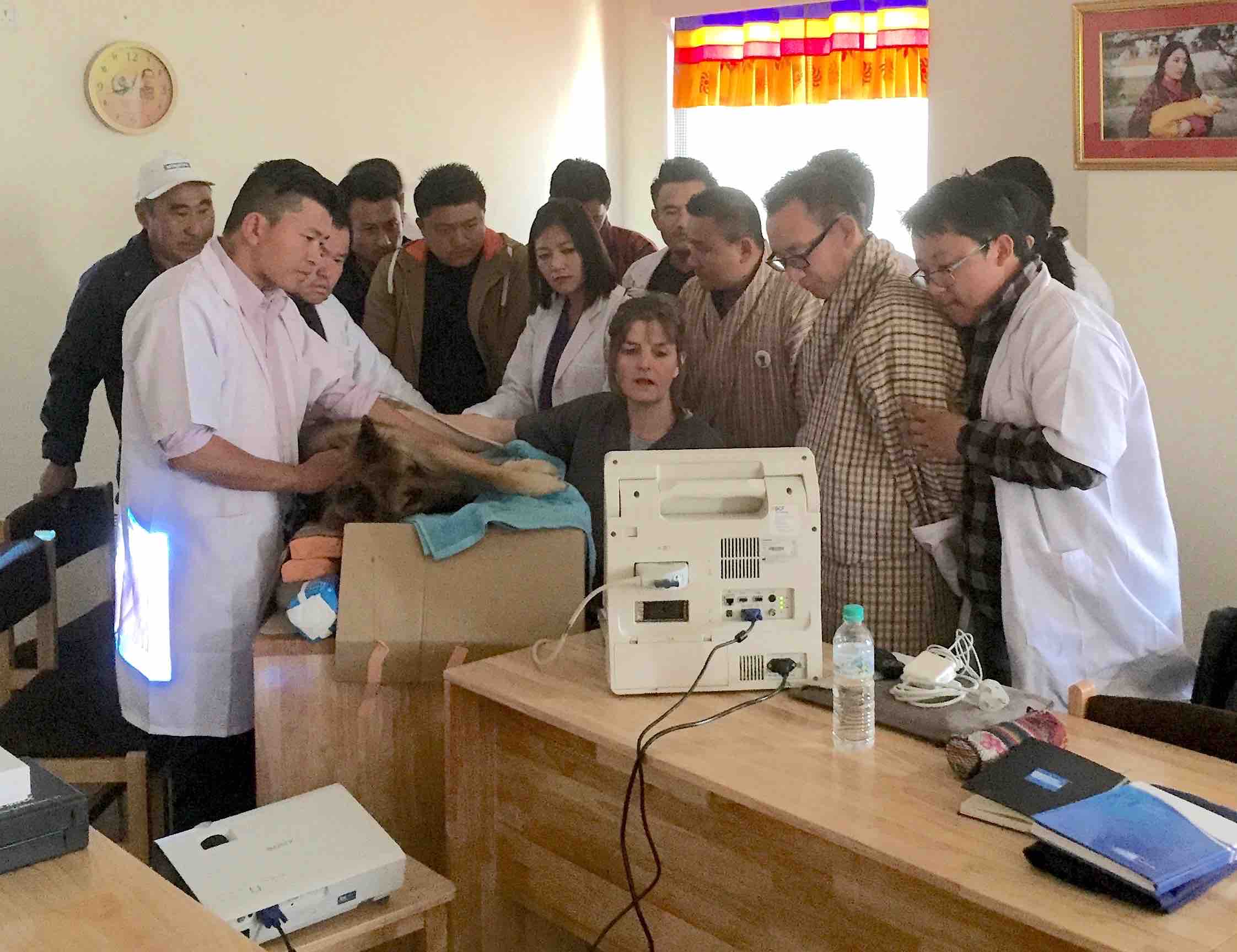 Veterinarian volunteering