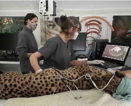 Veterinarian volunteering